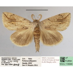 /filer/webapps/moths/media/images/F/fuscata_Lopiena_AM_MGCLa_01.JPG
