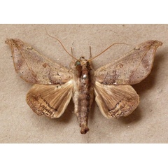 /filer/webapps/moths/media/images/T/tavetensis_Ogovia_A_Butler.jpg