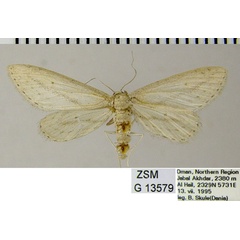/filer/webapps/moths/media/images/R/relictata_Scopula_AF_ZSMa.jpg