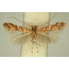 /filer/webapps/moths/media/images/H/hexalobina_Cameraria_HT_TMSA6364.jpg