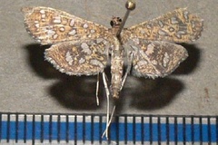 Nausinoe geometralis