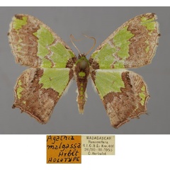 /filer/webapps/moths/media/images/M/malgassa_Agathia_HT_ZSM_01.jpg