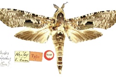 Eburgemellus geminatus