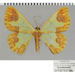 /filer/webapps/moths/media/images/V/vulpina_Zamarada_AF_ZSM.jpg