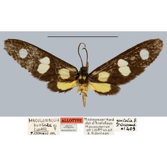 /filer/webapps/moths/media/images/B/buntzae_Maculonaclia_AT_MNHN.jpg