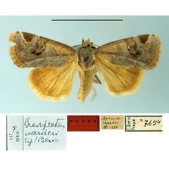 /filer/webapps/moths/media/images/U/uarderi_Brevipecten_HT_MSNM.jpg