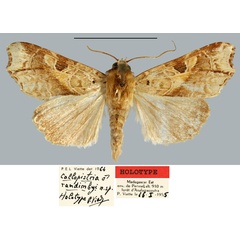 /filer/webapps/moths/media/images/R/randimbyi_Callopistria_HT_MNHN.jpg