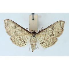 /filer/webapps/moths/media/images/G/gangaba_Hypolamprus_AM_TMSA.jpg