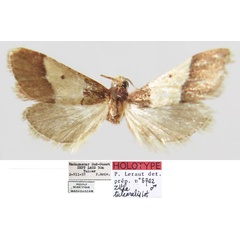 /filer/webapps/moths/media/images/T/tulearalis_Zitha_HT_MNHN.jpg