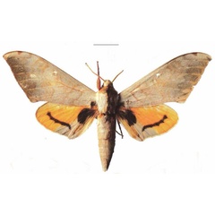 /filer/webapps/moths/media/images/K/kenyae_Pseudoclanis_AM_EMEM_01a.jpg