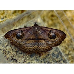 /filer/webapps/moths/media/images/G/glaucescens_Spirama_A_Roland_01.jpg