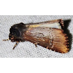 /filer/webapps/moths/media/images/I/interstriata_Micragrotis_A_Braun_06.jpg