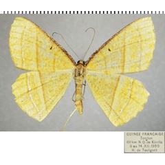 /filer/webapps/moths/media/images/F/fulvescens_Melinoessa_AF_ZSM.jpg