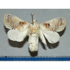 /filer/webapps/moths/media/images/M/maculata_Odontocheilopteryx_A_Goffa_01.JPG