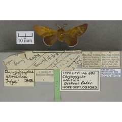 /filer/webapps/moths/media/images/A/albicilia_Chrysopsyche_HTM_OUMNHa_01.jpg
