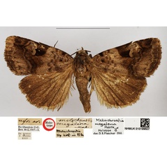 /filer/webapps/moths/media/images/M/megalena_Metachrostis_HT_NHMUK.jpg