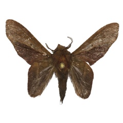 /filer/webapps/moths/media/images/K/kravchenkoi_Typhonoya_HT_ZSM.jpg