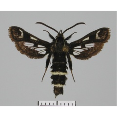 /filer/webapps/moths/media/images/M/metazonata_Thyranthrene_AF_TMSA.jpg