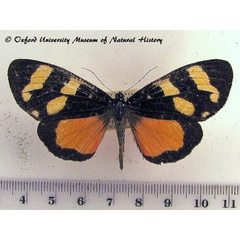 /filer/webapps/moths/media/images/M/monslunensis_Heraclia_A_OUMNH_01.jpg
