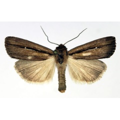 /filer/webapps/moths/media/images/A/angustipennis_Mythimna_AM_Aulombard.jpg