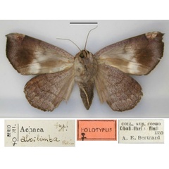 /filer/webapps/moths/media/images/A/albilimba_Achaea_HT_RMCA_02.jpg