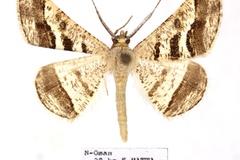 Isturgia disputaria