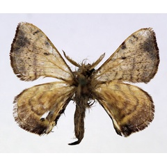 /filer/webapps/moths/media/images/V/versicolora_Racinoa_AM_Basquin_01.jpg