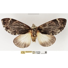 /filer/webapps/moths/media/images/S/semna_Seydelora_AF_NHMUK.jpg