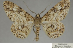 Cleora pavlitzkiae lamella