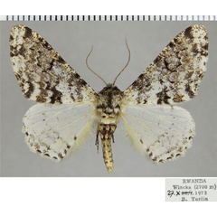 /filer/webapps/moths/media/images/P/polyplanes_Colocleora_AM_ZSMa.jpg