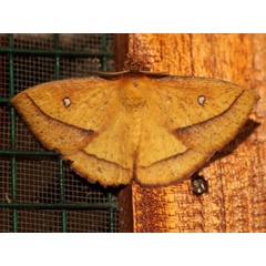 /filer/webapps/moths/media/images/F/fulvia_Decachorda_A_Grimm.jpg