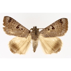 /filer/webapps/moths/media/images/M/melaconisia_Ophiusa_AM_TMSA_02.jpg