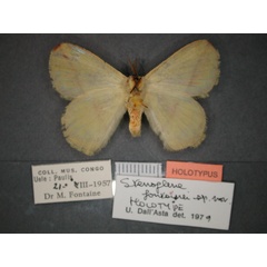 /filer/webapps/moths/media/images/F/fontainei_Stenoglene_HT_RMCA_02.jpg