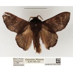 /filer/webapps/moths/media/images/J/jordani_Pseudometa_AM_NHMUK_01.jpg