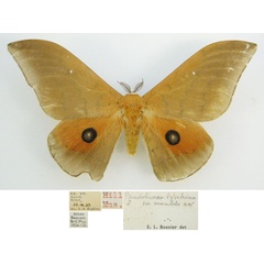 /filer/webapps/moths/media/images/M/maculata_Pseudobunaea_HT_NHMUKa.jpg