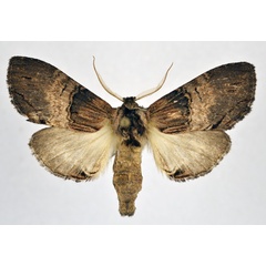 /filer/webapps/moths/media/images/G/grisea_Atrasana_AF_NHMO.jpg