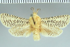 Azygophleps canadensis