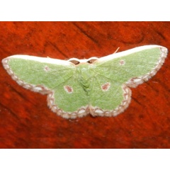 /filer/webapps/moths/media/images/R/rhodophthalma_Eucrostes_A_Grobler_02.jpg