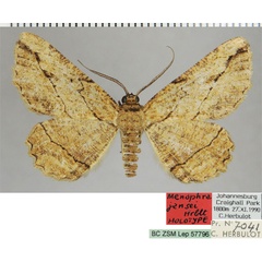 /filer/webapps/moths/media/images/J/jansei_Menophra_HT_ZSMa.jpg