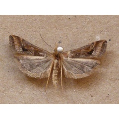 /filer/webapps/moths/media/images/M/monostigma_Diasemia_A_Butler_02.jpg