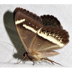 /filer/webapps/moths/media/images/L/latona_Cyligramma_A_Braun_16.jpg
