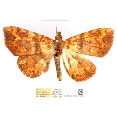 /filer/webapps/moths/media/images/A/albiguttula_Phlogochroa_AM_BMNH_JplPhEO.jpg