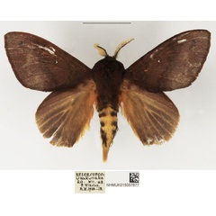 /filer/webapps/moths/media/images/S/semifasciata_Pachymeta_AM_NHMUK.jpg