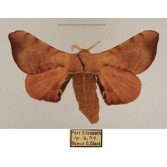 /filer/webapps/moths/media/images/P/pallicornis_Racinoa_AF_TMSA_02.jpg