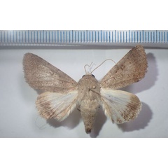 /filer/webapps/moths/media/images/M/muricolor_Pandesma_AM_Bippus.jpg