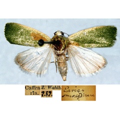 /filer/webapps/moths/media/images/S/smaragdinana_Earias_HT_SNHMa.jpg