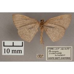 /filer/webapps/moths/media/images/S/suberrata_Panagra_HT_OUMNH_02.jpg