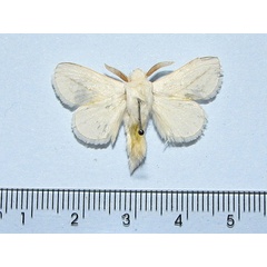 /filer/webapps/moths/media/images/O/obliquata_Beralade_A_Goff.jpg