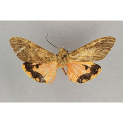 /filer/webapps/moths/media/images/S/senegalensis_Teracotona_HT_BMNH.jpg