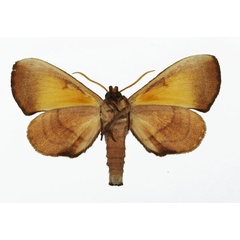 /filer/webapps/moths/media/images/B/bilineatus_Gynoeryx_AM_Basquin_02.jpg